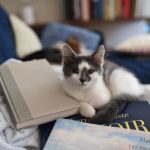 Libro sobre gatos